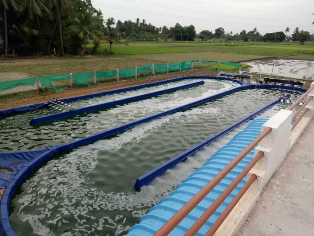 Spirulina Cultivation